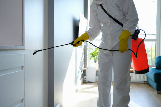 Mold Cleanup